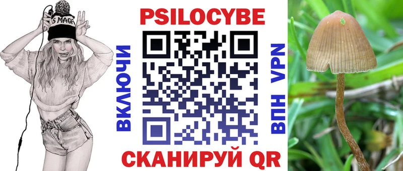 кракен как зайти  Сокол  Галлюциногенные грибы Psilocybine cubensis 